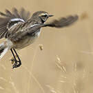 Tarier de Stoliczka