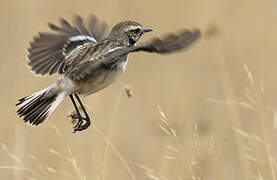 White-browed Bush Chat