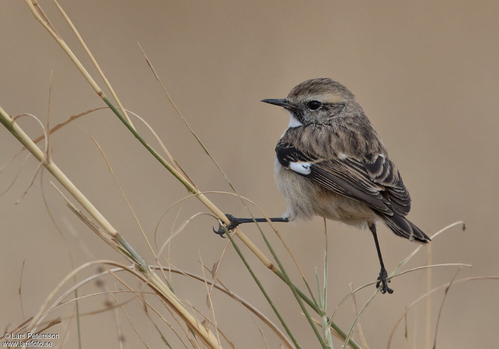 White-browed Bush Chat