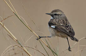 White-browed Bush Chat