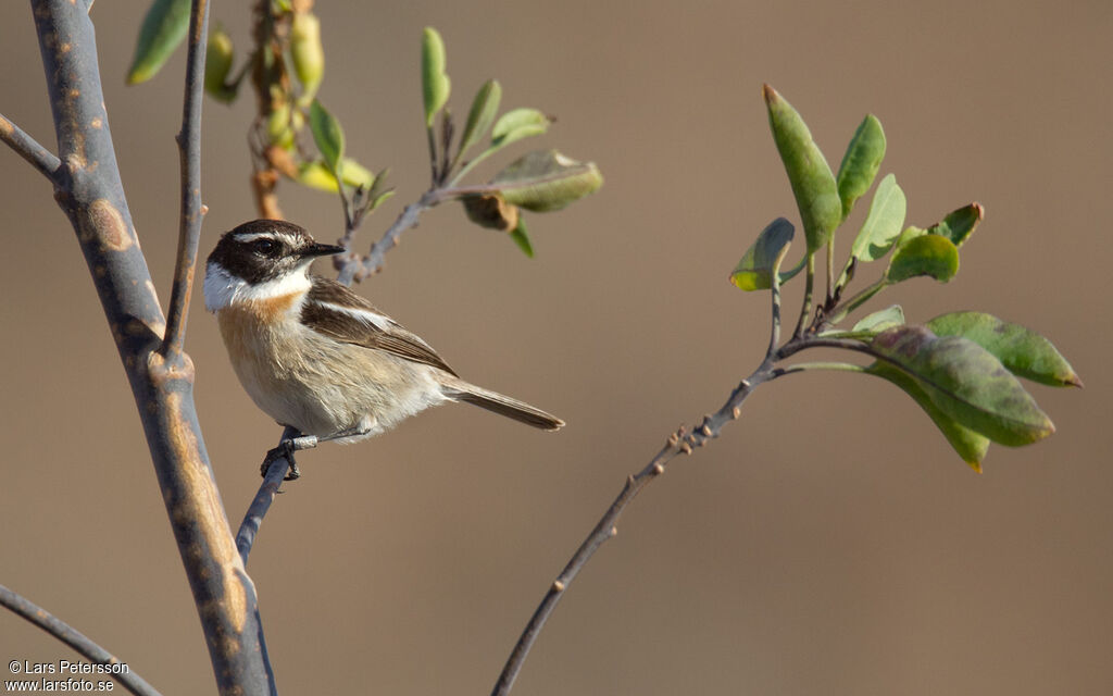 Canary Islands Stonechat