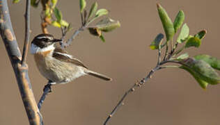 Canary Islands Stonechat