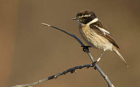 Canary Islands Stonechat