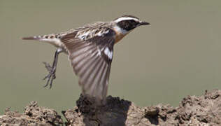 Whinchat