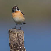 Whinchat