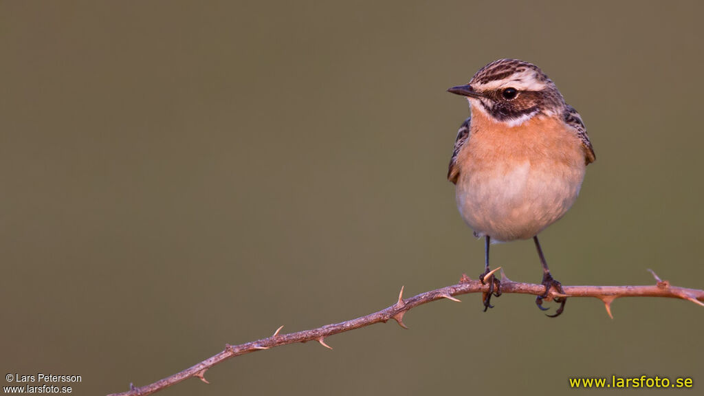 Whinchat