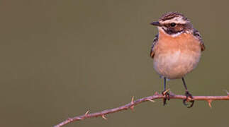 Whinchat