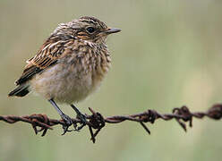 Whinchat