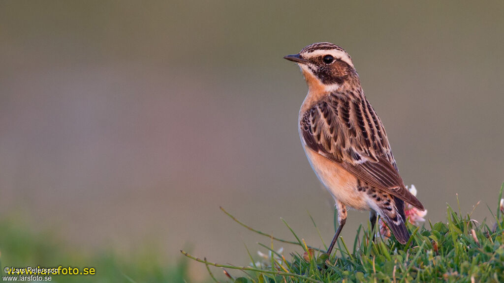 Whinchat