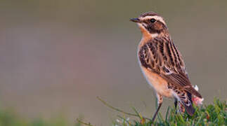 Whinchat