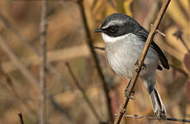 Grey Bush Chat