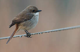 Grey Bush Chat