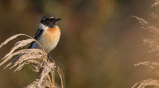 European Stonechat