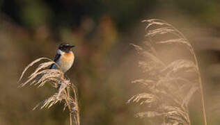 European Stonechat