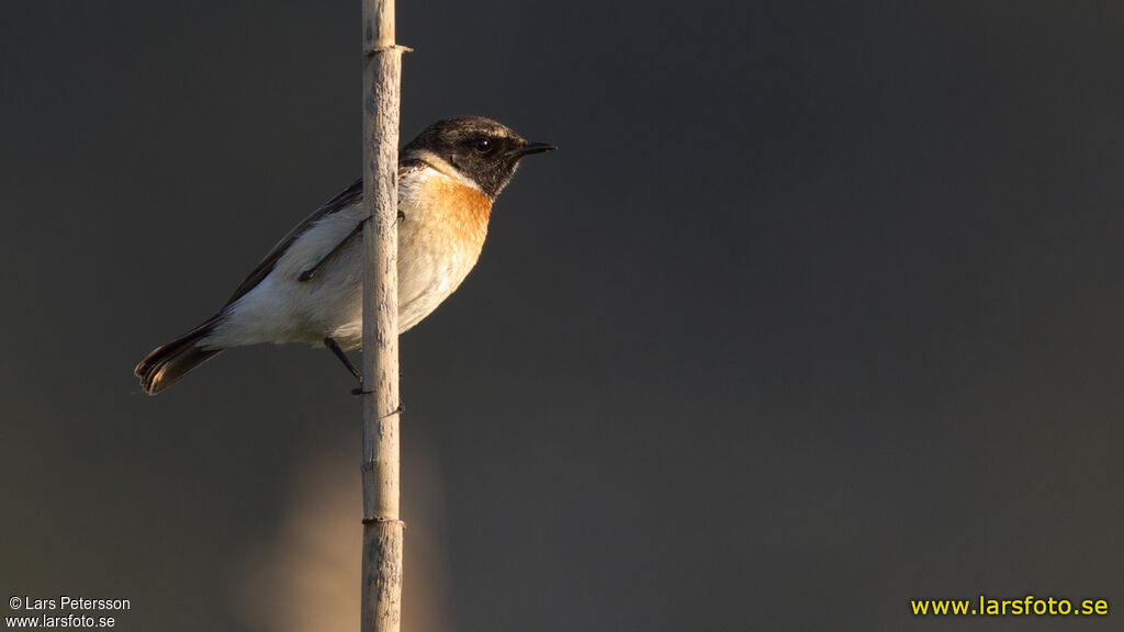 European Stonechat