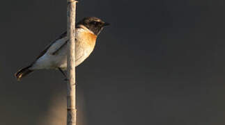 European Stonechat