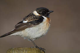 European Stonechat