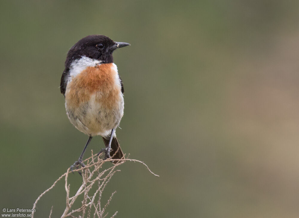 European Stonechat