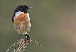 European Stonechat