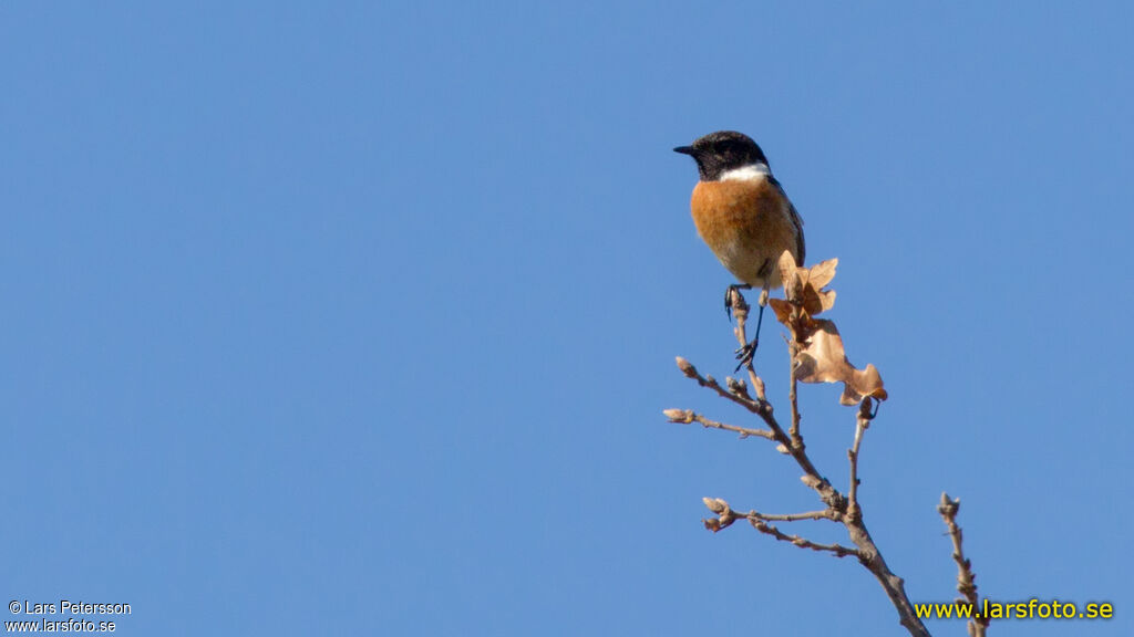 European Stonechat