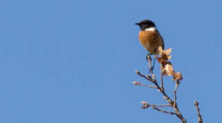 European Stonechat