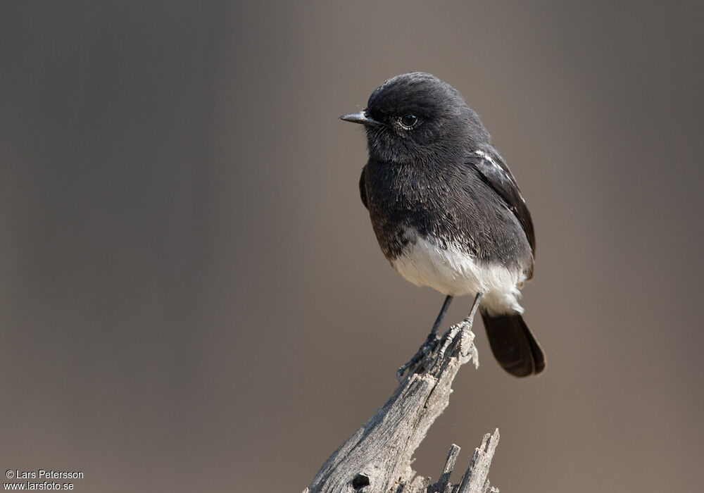 Pied Bush Chat