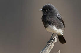 Pied Bush Chat