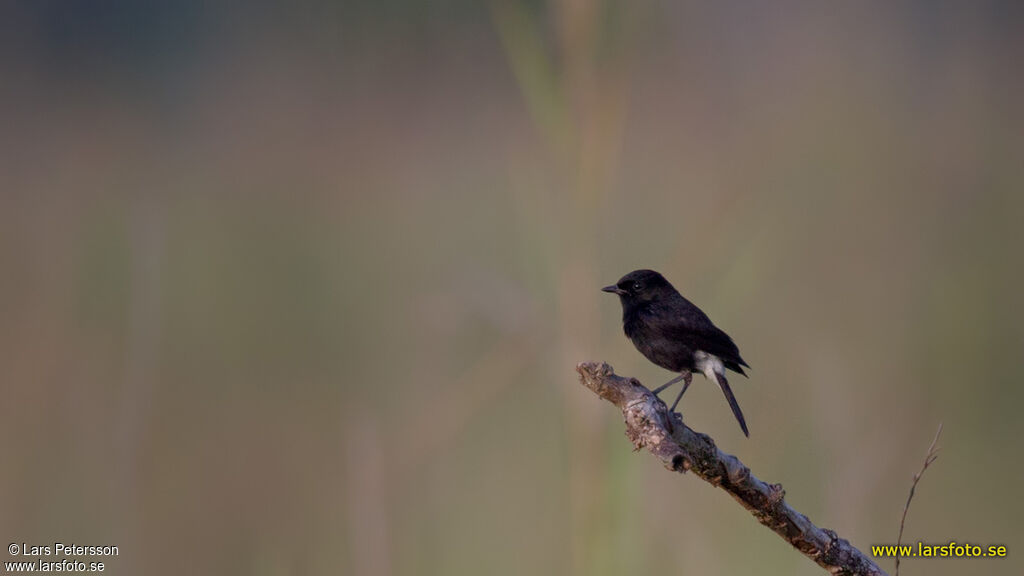 Pied Bush Chat