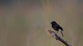 Pied Bush Chat