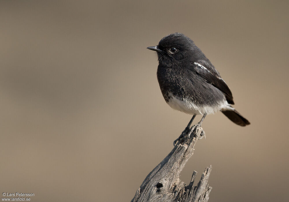 Pied Bush Chat