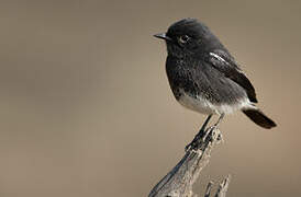 Pied Bush Chat