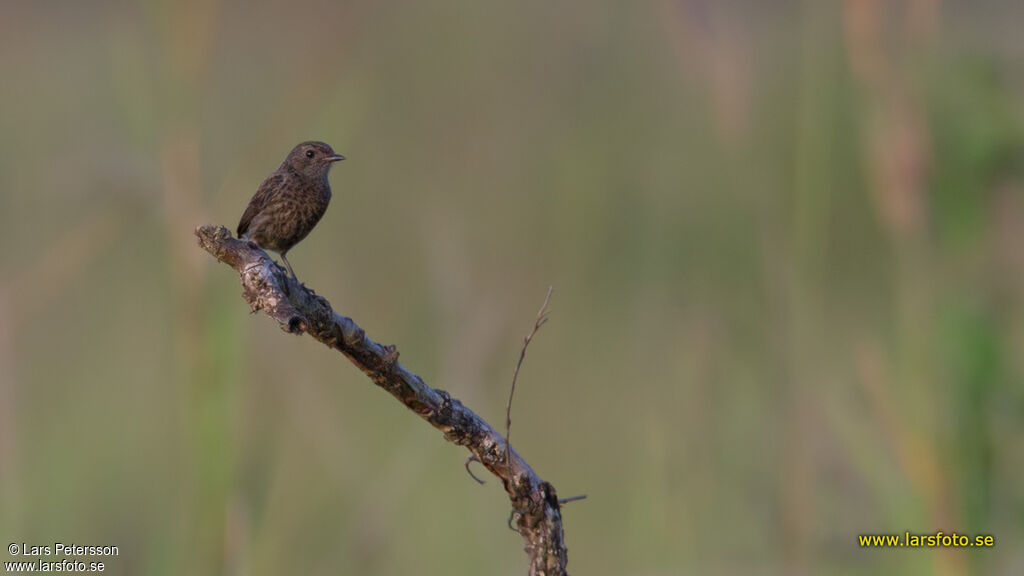 Pied Bush Chat