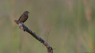 Pied Bush Chat