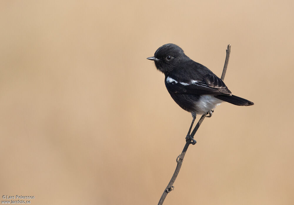 Pied Bush Chat