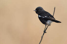 Pied Bush Chat