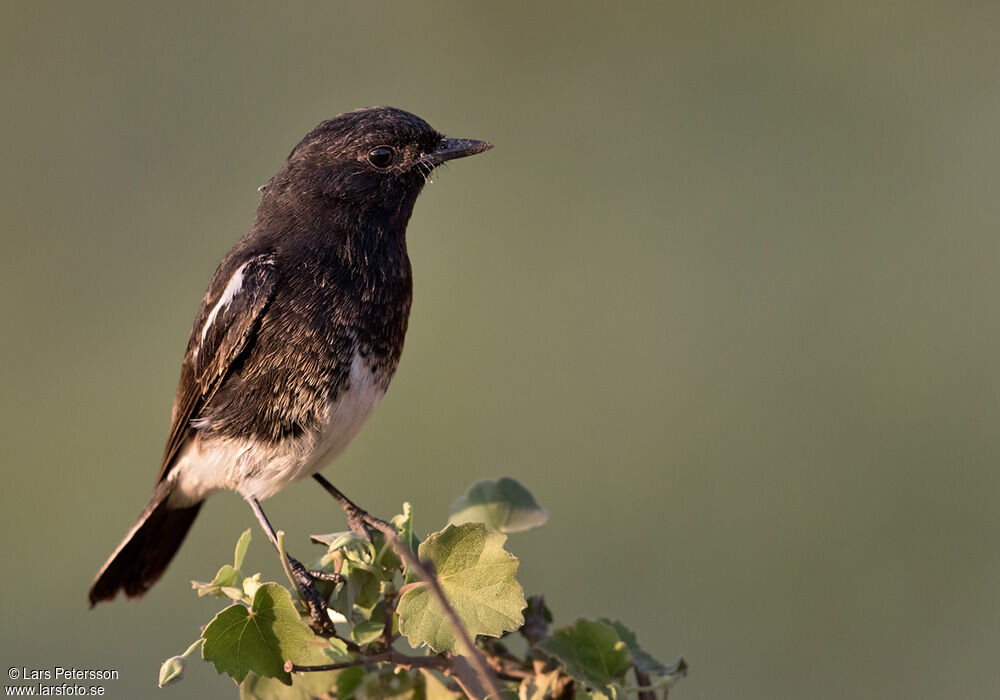 Pied Bush Chat