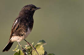 Pied Bush Chat