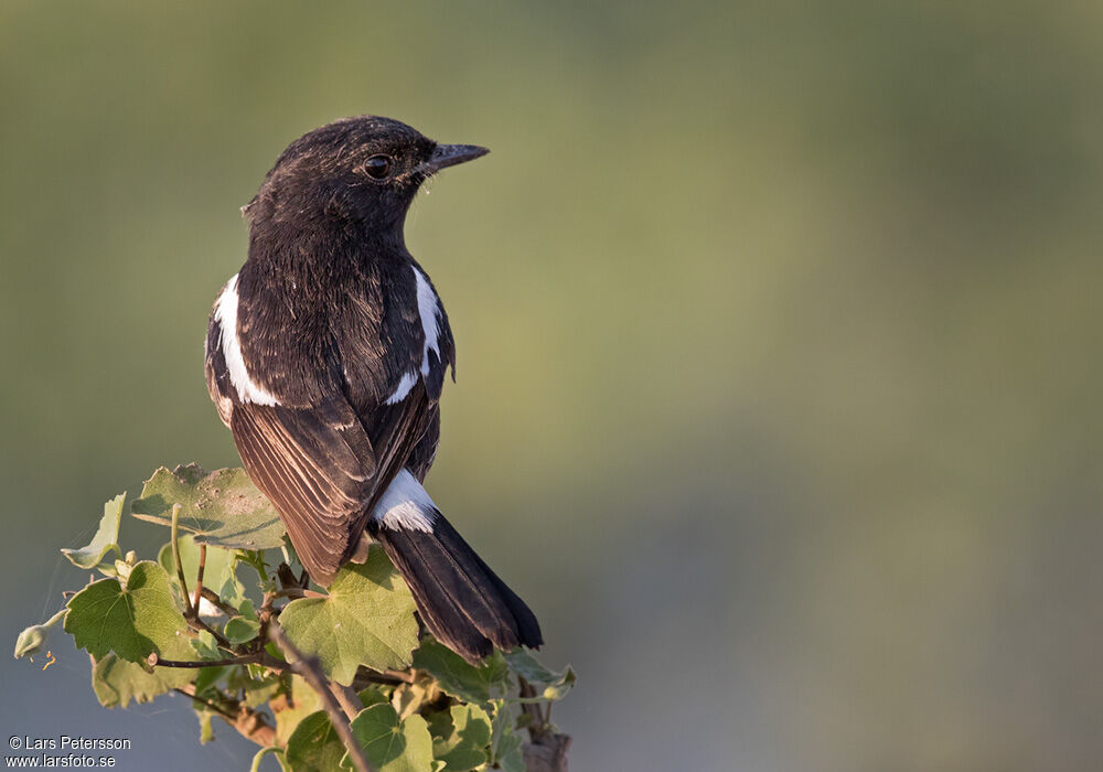 Pied Bush Chat