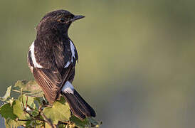 Pied Bush Chat