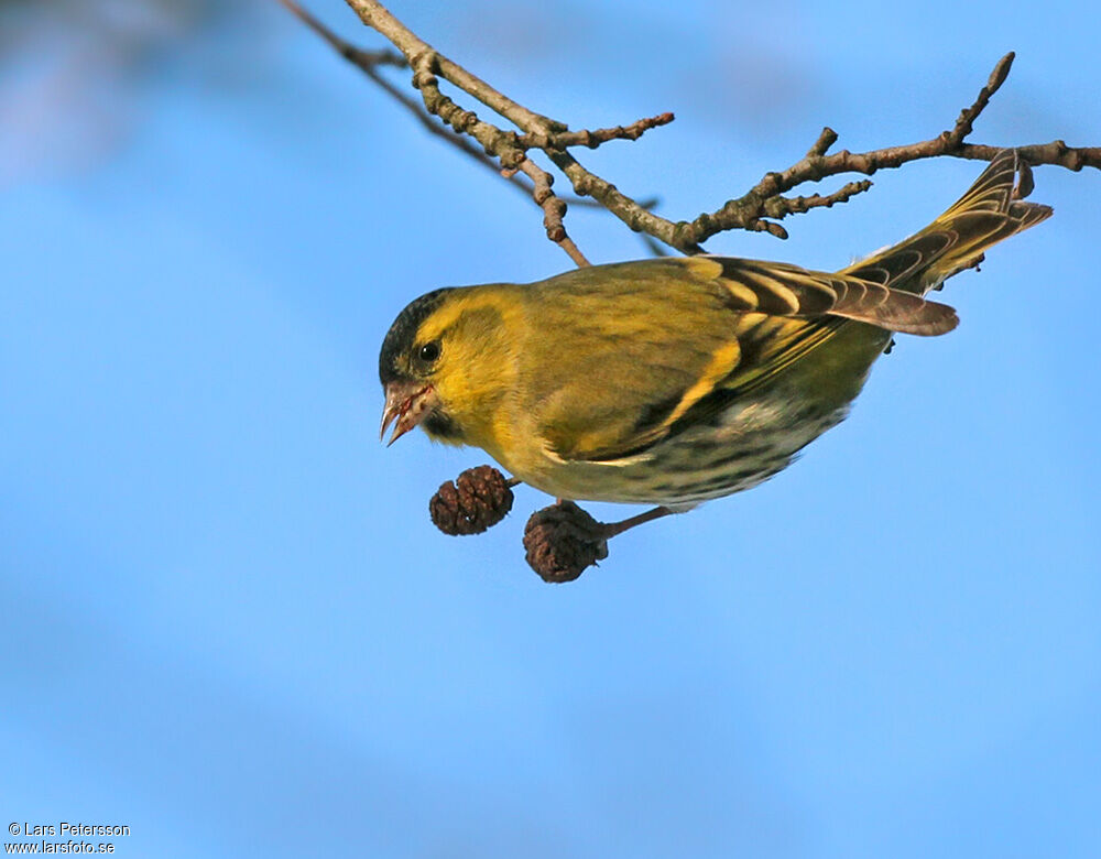 Eurasian Siskin