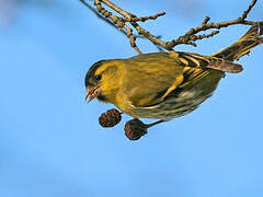 Eurasian Siskin