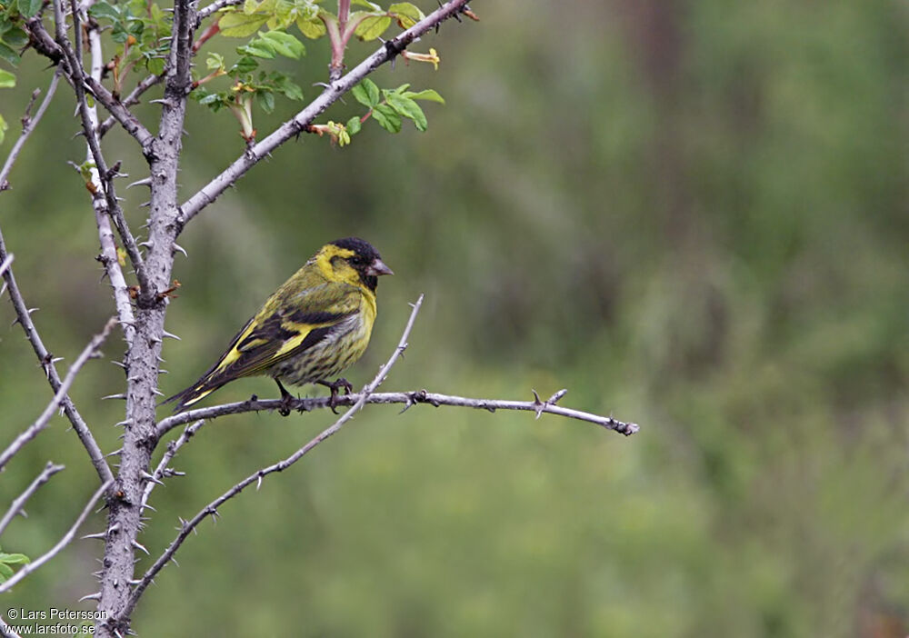 Eurasian Siskin