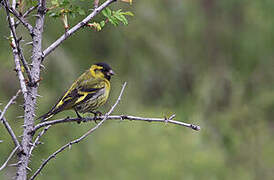 Eurasian Siskin