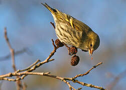 Eurasian Siskin