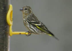 Pine Siskin