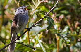 Unstreaked Tit-Tyrant