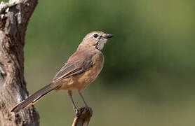 Rosy-patched Bushshrike