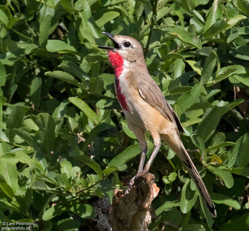 Rosy-patched Bushshrike