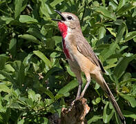 Rosy-patched Bushshrike