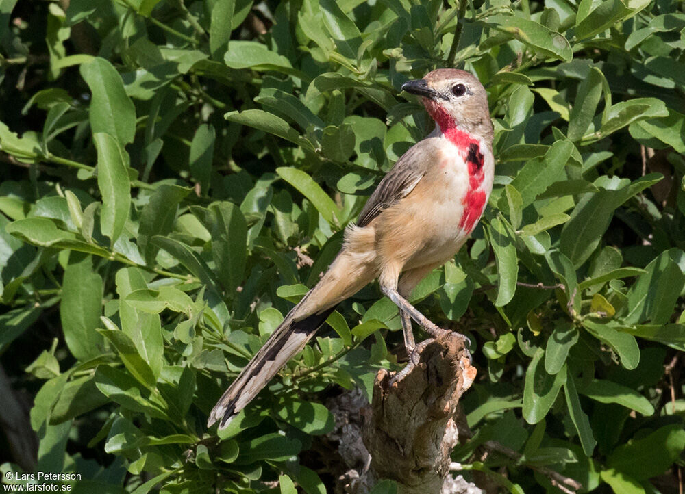 Rosy-patched Bushshrike